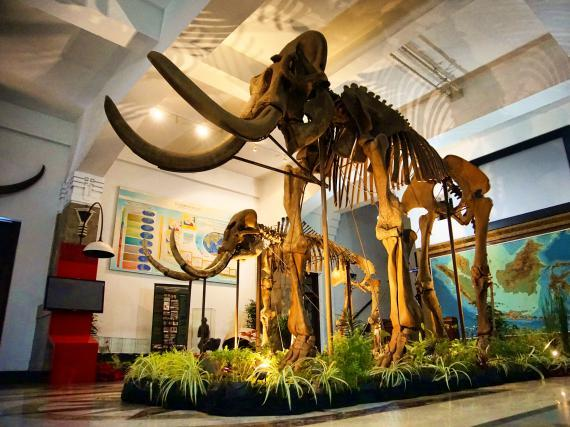 Museum Geologi